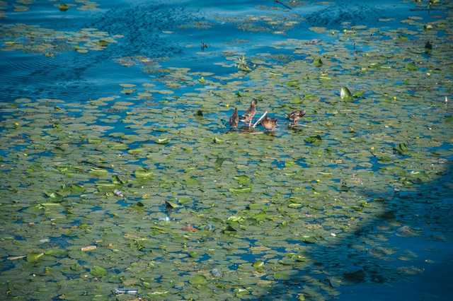 В Киеве в Днепре утонула девушка
