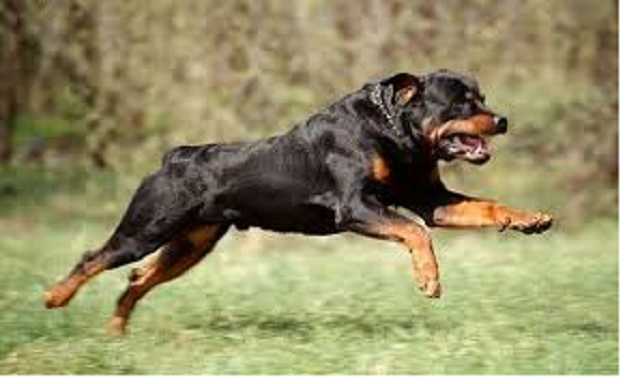 Неадекватный мужчина натравил пса на детей