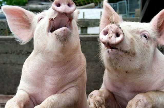 На Полтавщине предупреждена попытка продажи сотни зараженных АЧС свиней