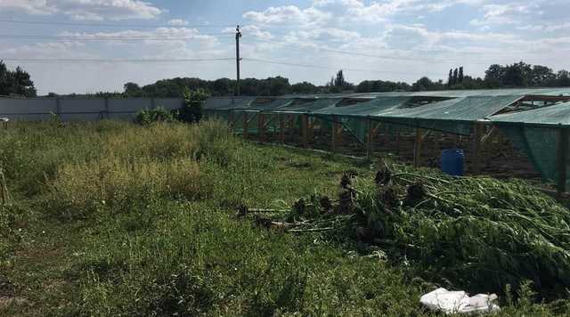 На Миколаївщині поліцейські знайшли конопляну плантацію вартістю у 12 мільйонів