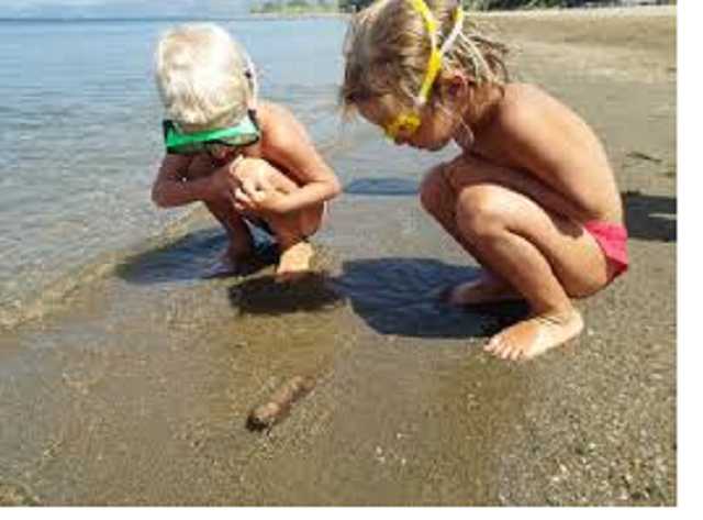 "Море - фекальный бульон": россияне пожаловались на новую напасть в Крыму