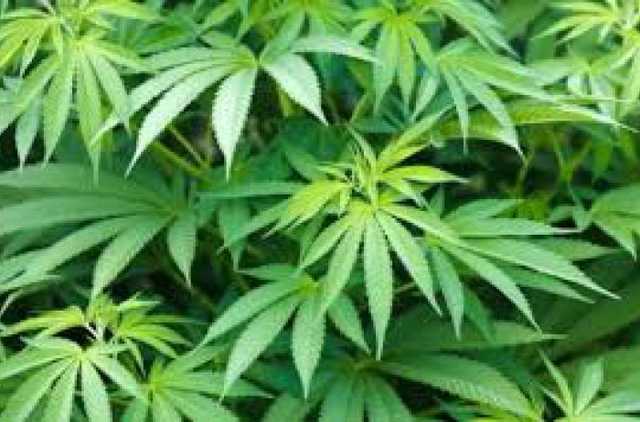 На Закарпатье полиция нашла тайник с наркотиками на 39 млн гривен