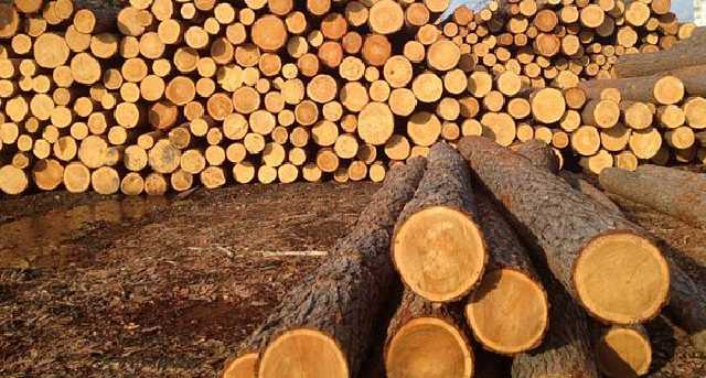 Экспортеры леса под прицелом: в ГФС отчитались об уплате налогов