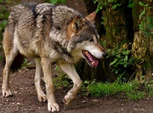 На Донбассе новая угроза: на жителей прифронтовых районах нападают бешеные волки