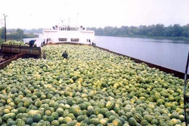 На Херсонщині грузять першу баржу з кавунами на Київ