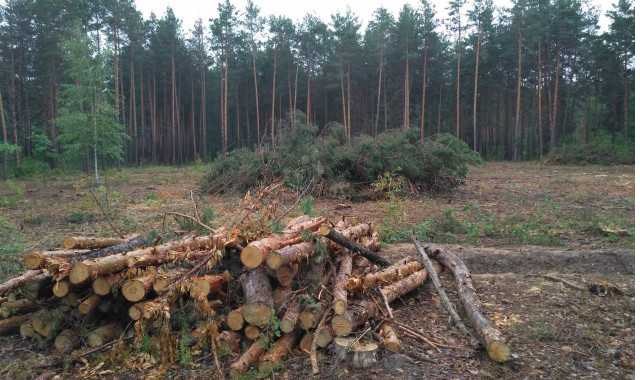 И.о. руководителя “Киевзеленстроя” Наталья Белоусова “крышует” уничтожение городских лесов – КЭКЦ