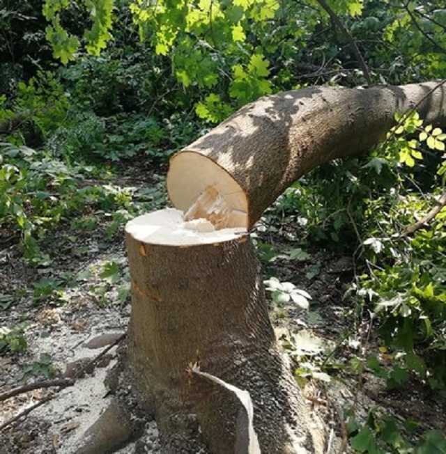 Киевляне обвинили Кличко в предательстве: в столице начали рубить Протасов Яр