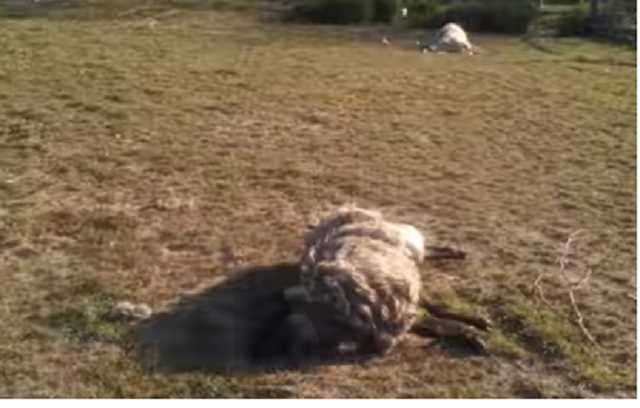 10 литров крови за ночь: на Тернопольщине загадочное существо "выпило до дна" овец