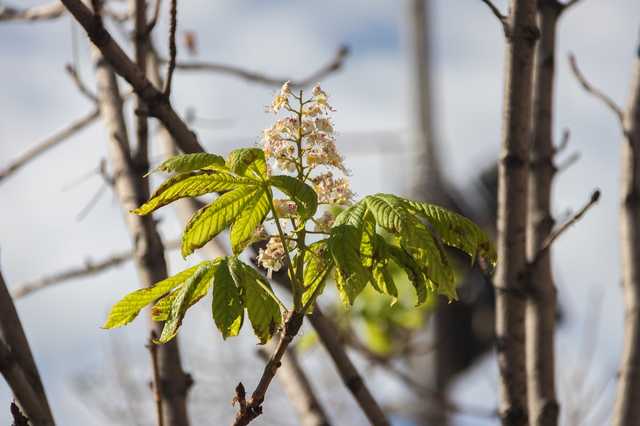 Накануне Дня Независимости в Киеве второй раз за год зацвели каштаны