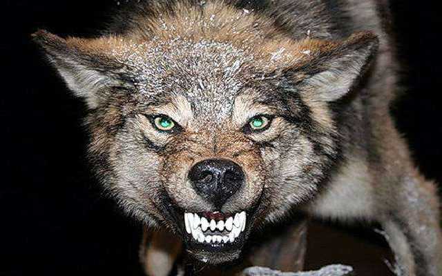 Люди б’ють на сполох: На Запоріжчині вовки "атакують" село