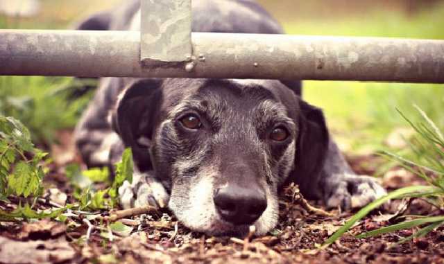 В Киеве неизвестные разбрасывают сильный яд для собак