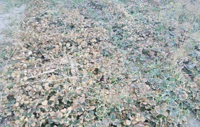 Названа причина химической катастрофы в Армянске