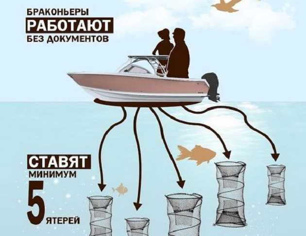 Большой улов. Как экологи в Украине возглавили браконьерство