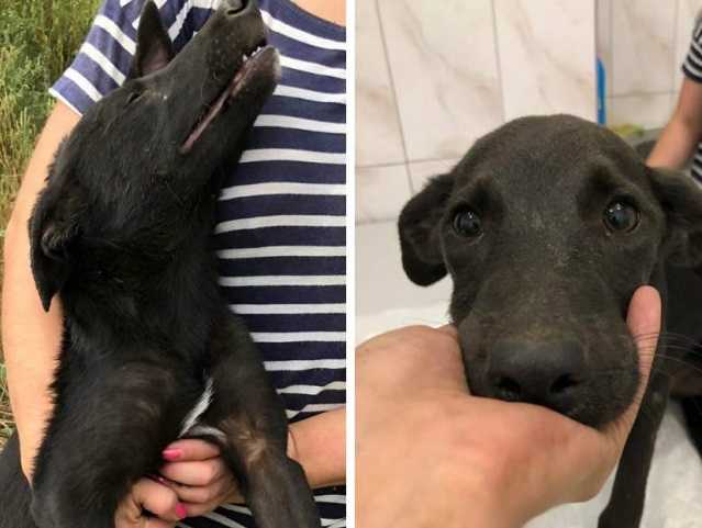 В Днепре неизвестные связали собаку и бросили умирать: фото