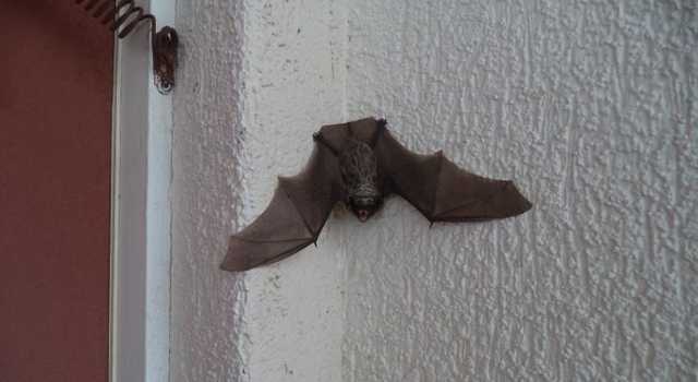 В Харькове летучие мыши заполонили квартиру пенсионерки: жуткие фото