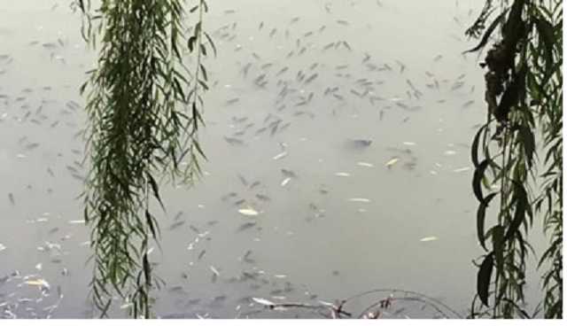 В столичном озере массово гибнет рыба