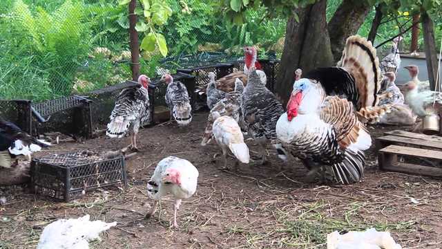 Давили бульдозерами: в России жестоко расправились над сотнями животных