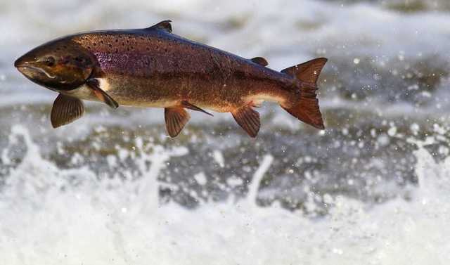 Ни себе ни людям: Россияне на Камчатке выбрасывают сотни тонн лосося с икрой