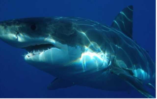 В США акула напала на людей, есть погибшие