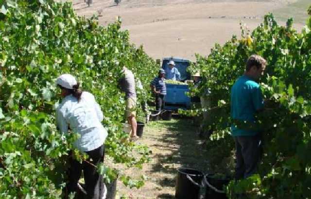 Студентов из Татарстана, приехавших подзаработать в Крыму, шокоровали условия работы на винограднике