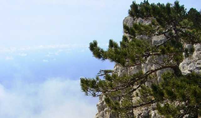 Крымские заповедники перешли под контроль Минприроды России: в РФ подписали документ