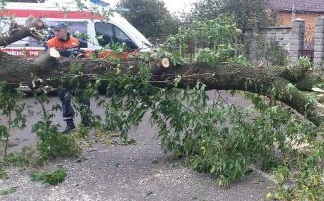 На Львовщине из-за непогоды ветка дерева убила человека