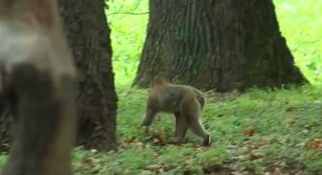 Из зоопарка на родине Гройсмана сбежала от стресса обезьяна по кличке Филя