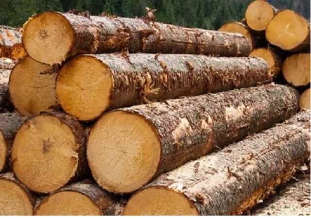 СМИ выяснили, кто занимается контрабандой украинского леса