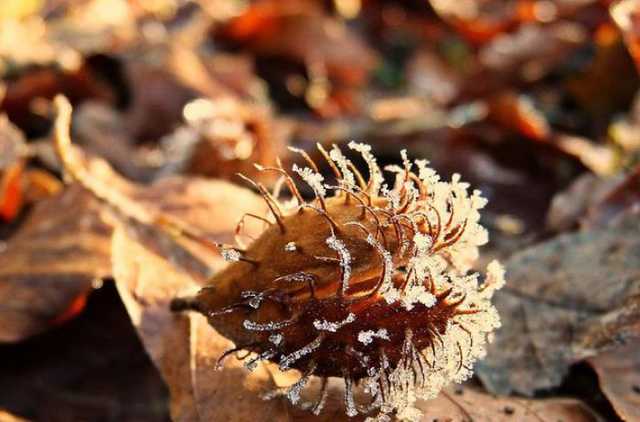 В Украину идут заморозки до -5°