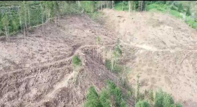 Из-за лазейки в законодательстве в Карпатах массово вырубают редкие леса