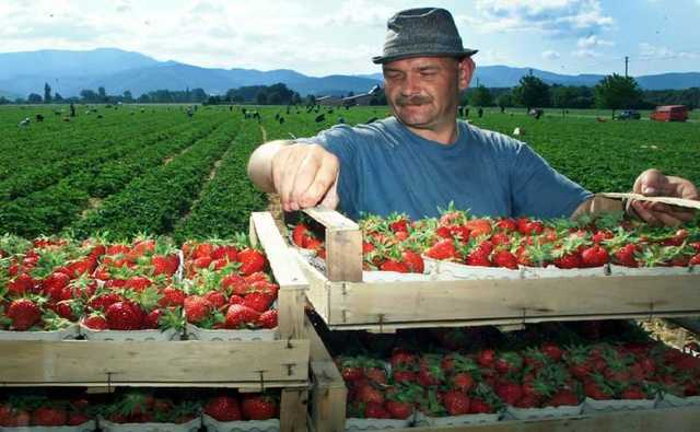 Безсмертний: У тих, хто пропонує оподатковувати заробітчан, проблеми з головою