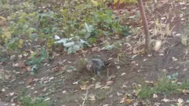 «Похоже на обстрел». В Лисичанске из-за взрыва эвакуировали школу