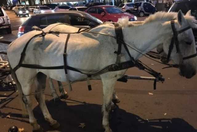 Тощая и едва дышит. В Одессе туристов развлекает полуживая лошадь