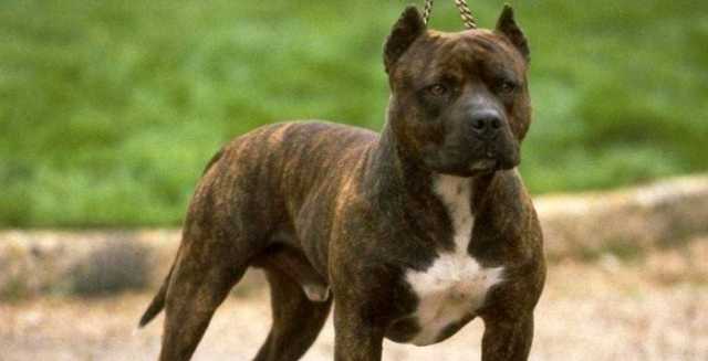 В Запорожье собака без намордника бросалась на женщину с ребенком