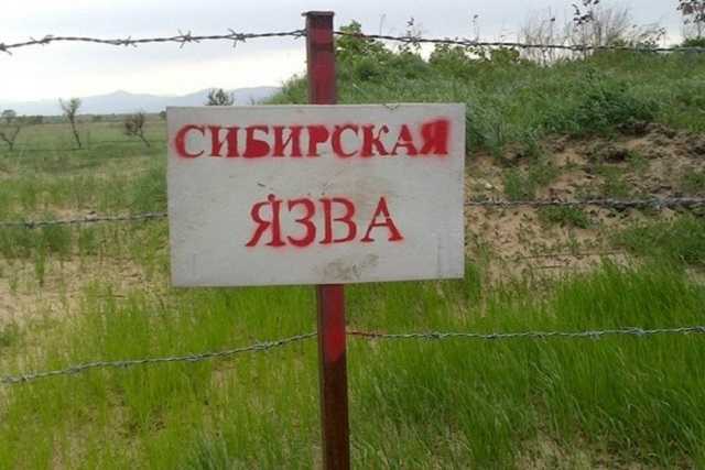 Под Одессой снова зафиксирован случай сибирской язвы