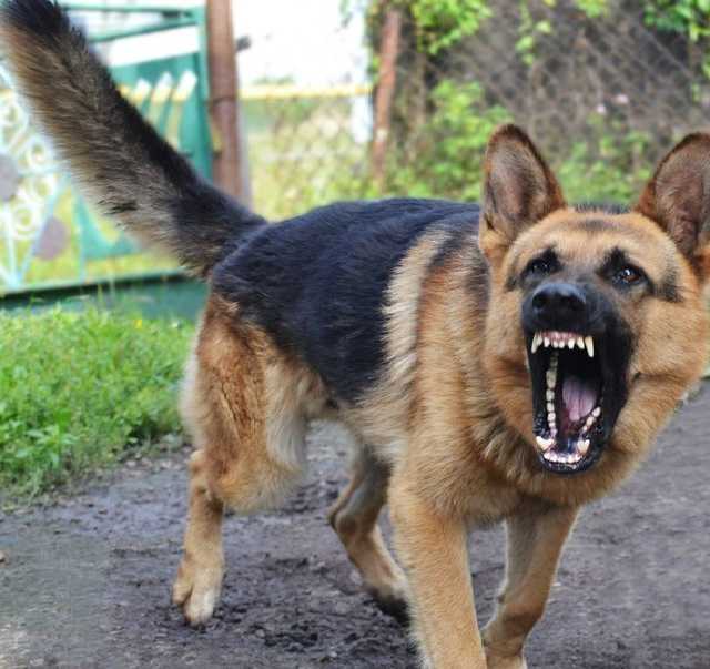 Пес порвал ребенка: как наказывают владельцев опасных собак