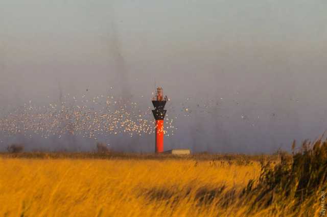 Комары и медузы атаковали Одессу