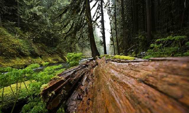 В Харьковской области 23-летний грибник погиб из-за упавшего дерева