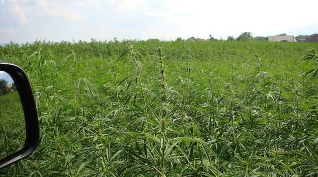 На Одесчине фермеры жалуются на «беспредел» криминального авторитета Олега Ренийского