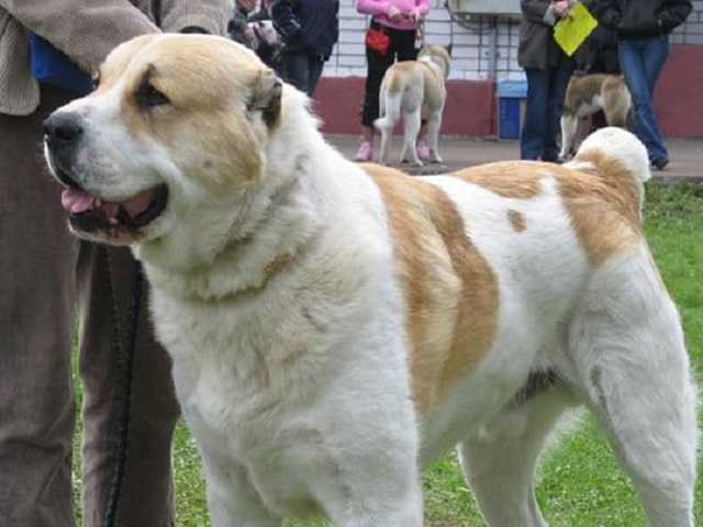 В Закарпатье расследуют организацию "чемпионата Украины" по собачьим боям