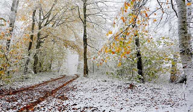 Когда украинцам ждать снега и морозов: прогноз до конца года