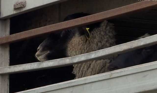 Скандал с овцами в Черноморске: активисты требуют наказать виновных