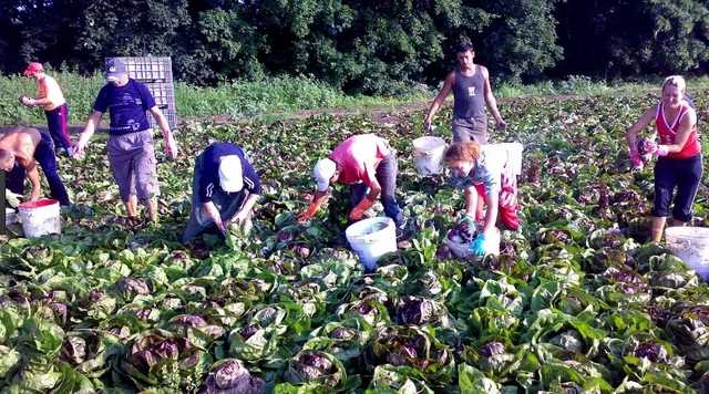 СМИ: Польшу могут покинуть более половины украинских заробитчан