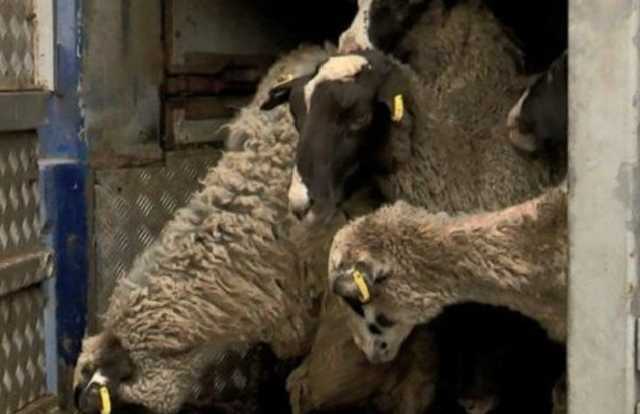 Слишком ослабли: овцы из фуры продолжают гибнуть в Тульчине