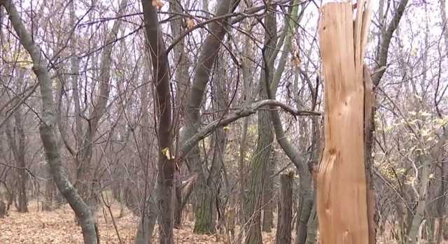 Загадочный расстрел черных лесорубов: полиция Донетчины уже вышла на след нападавших