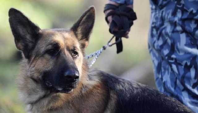 Київські аеропорти будуть патрулювати кінологи