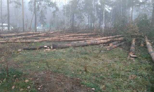 На Лесном в Киеве неизвестные самовольно вырубают лес