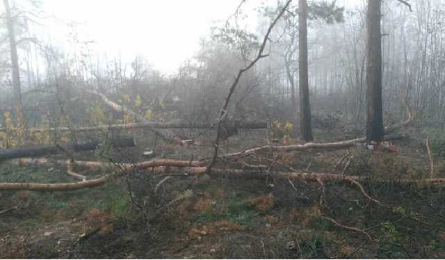 Вырубка леса в Киеве: полиция открыла уголовное производство