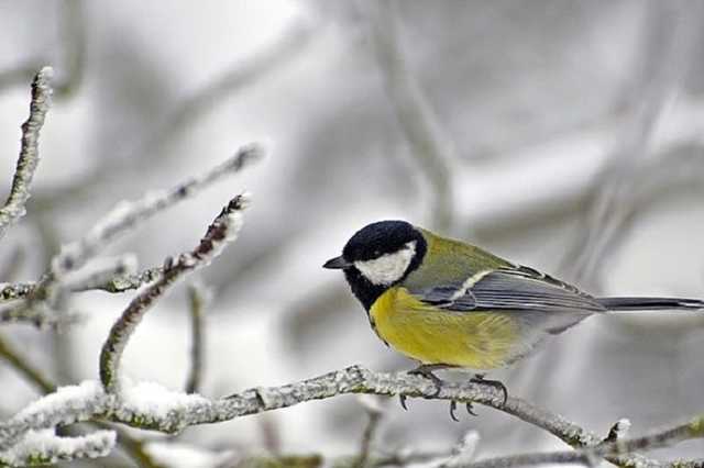 Надвигается зима: синоптики предупредили о похолодании в Украине