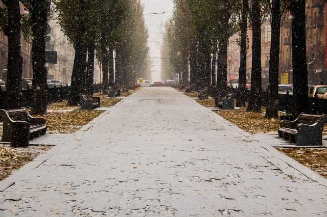 Пока Киев засыпало первым снегом, в Херсоне расцвела сирень